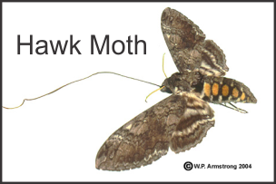 picture of hawk moth